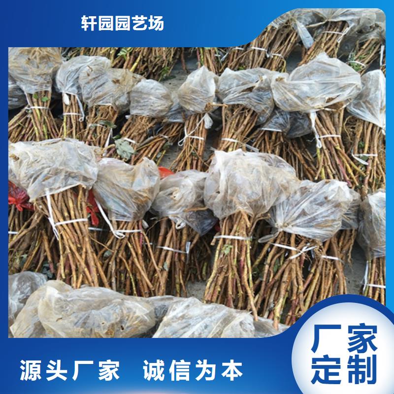 树莓_樱桃苗真正让利给买家