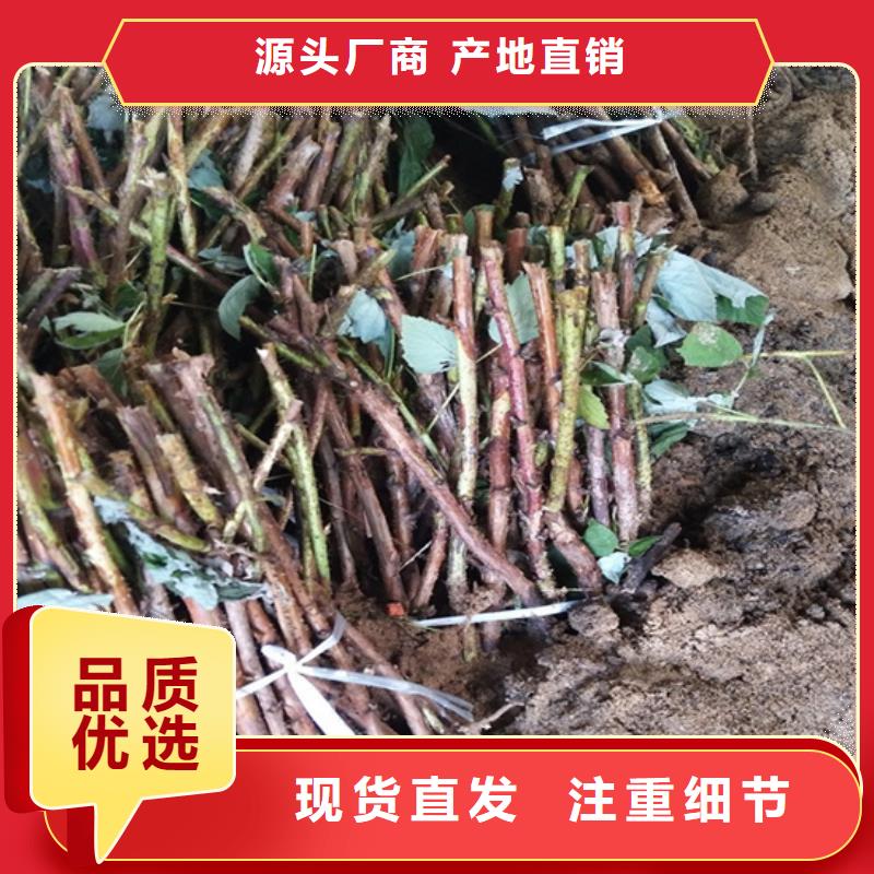 树莓桃树苗多年厂家可靠