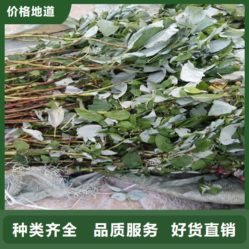 树莓西瓜番石榴苗拥有多家成功案例