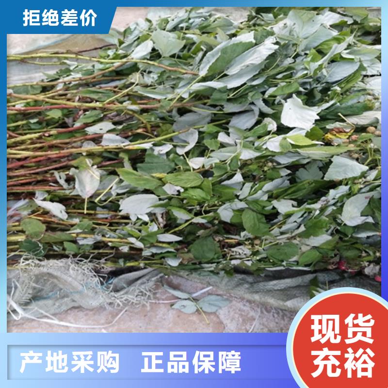 树莓_樱桃苗匠心工艺