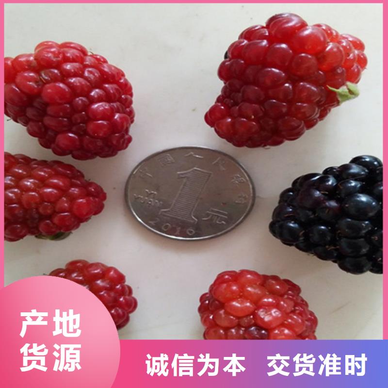 树莓,草莓苗符合行业标准