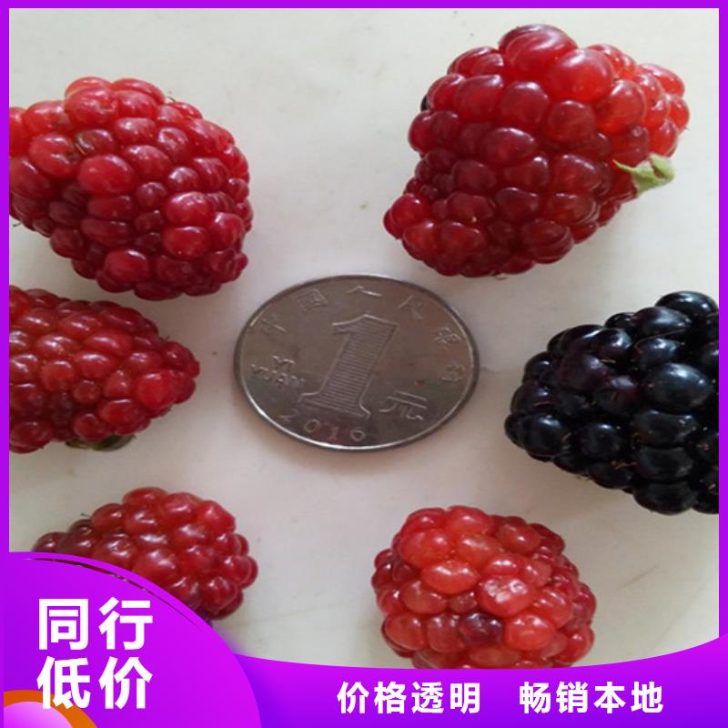 树莓草莓苗厂家直接面向客户