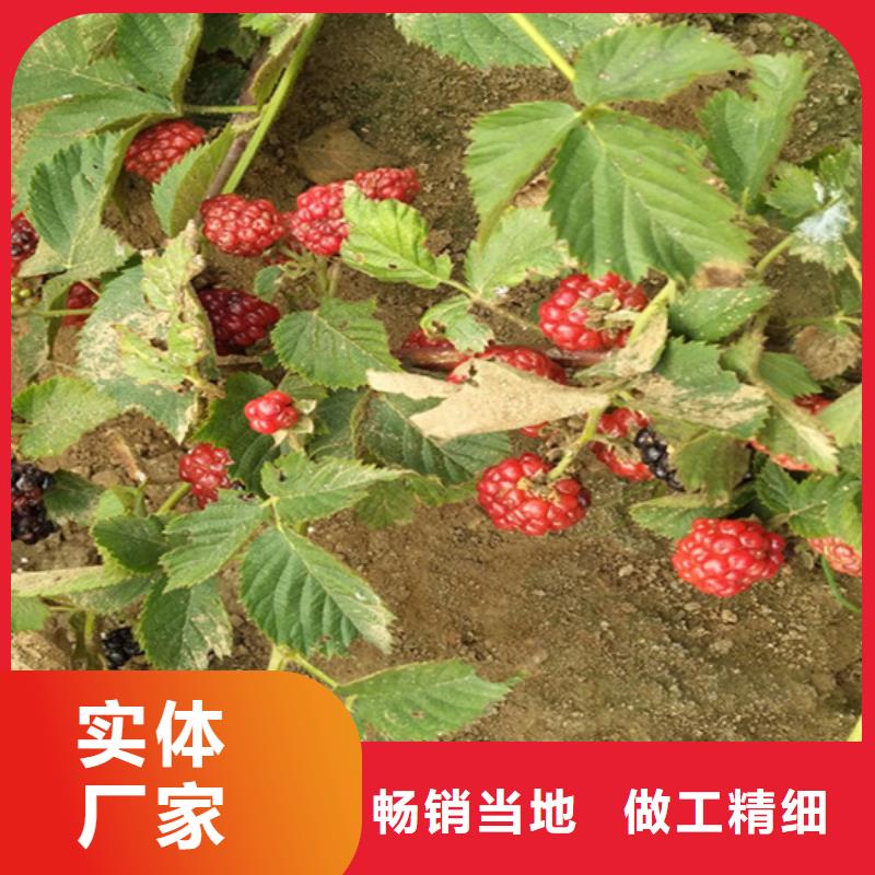 树莓_【苹果苗】质量优选