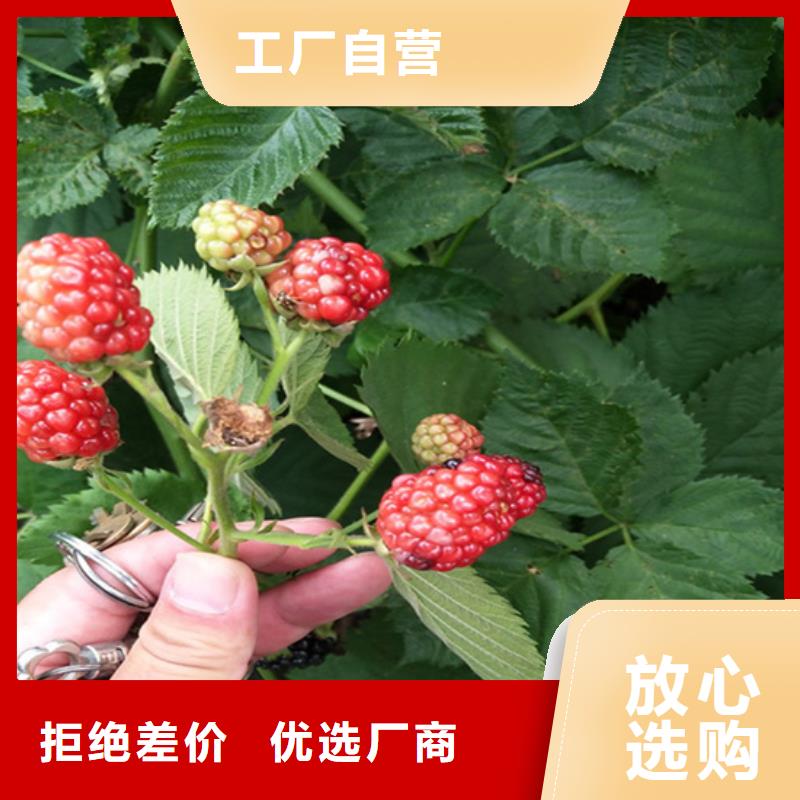 树莓草莓苗厂家直接面向客户