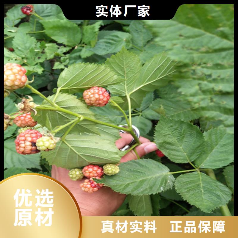 树莓【樱桃苗】专注细节更放心