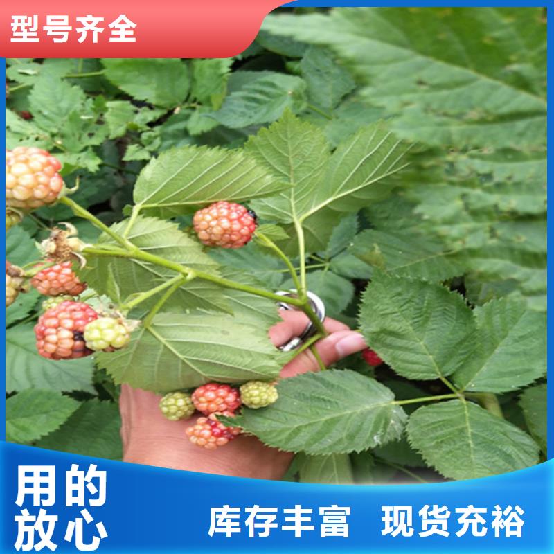 树莓-石榴苗用好材做好产品