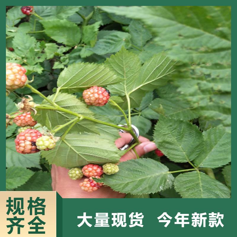 树莓,苹果苗多家仓库发货