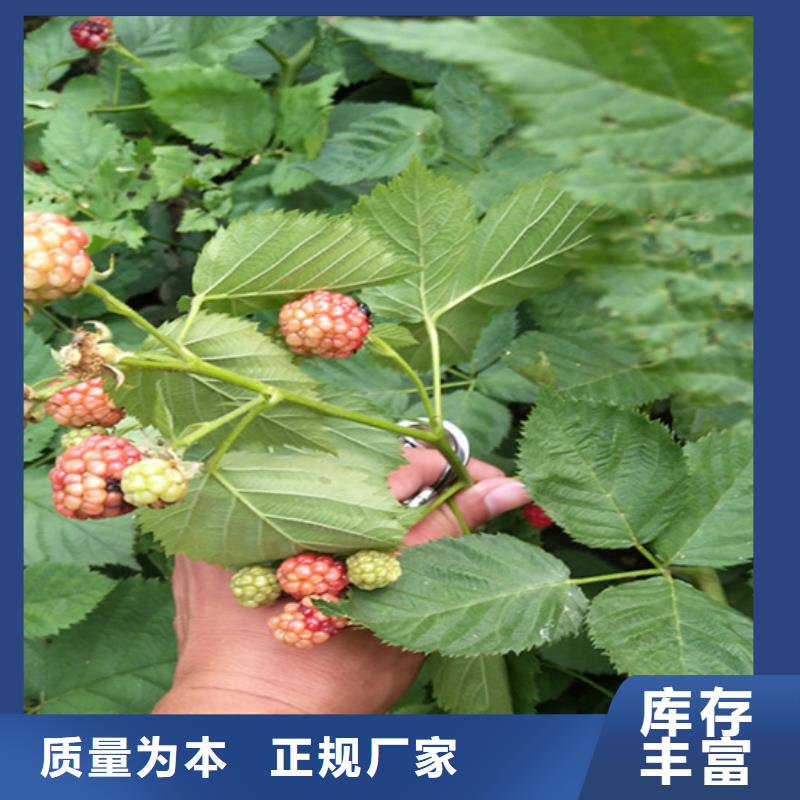 树莓-苹果苗实力厂家