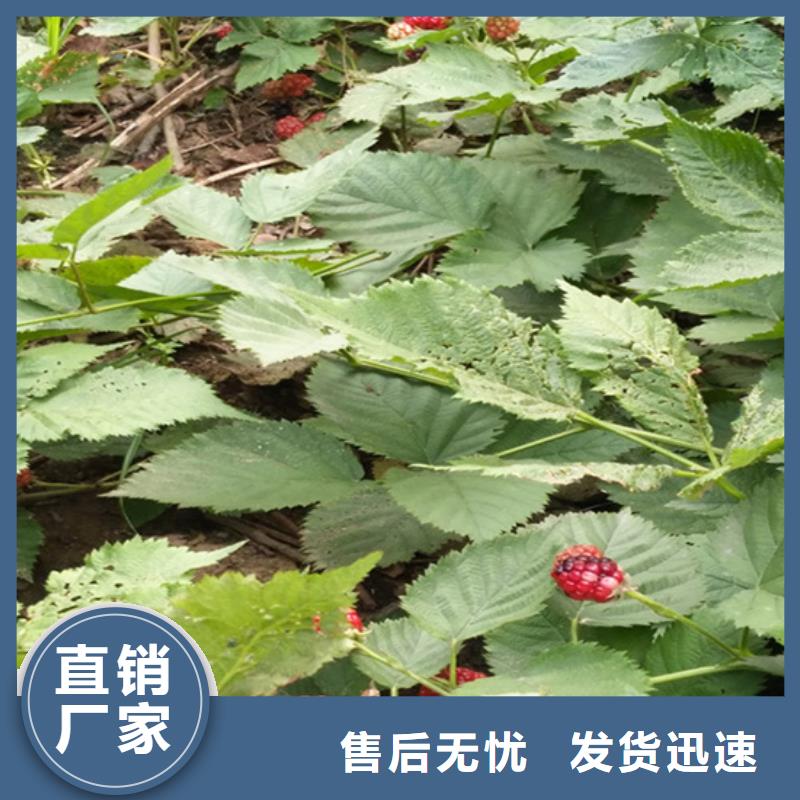 树莓草莓苗厂家直接面向客户