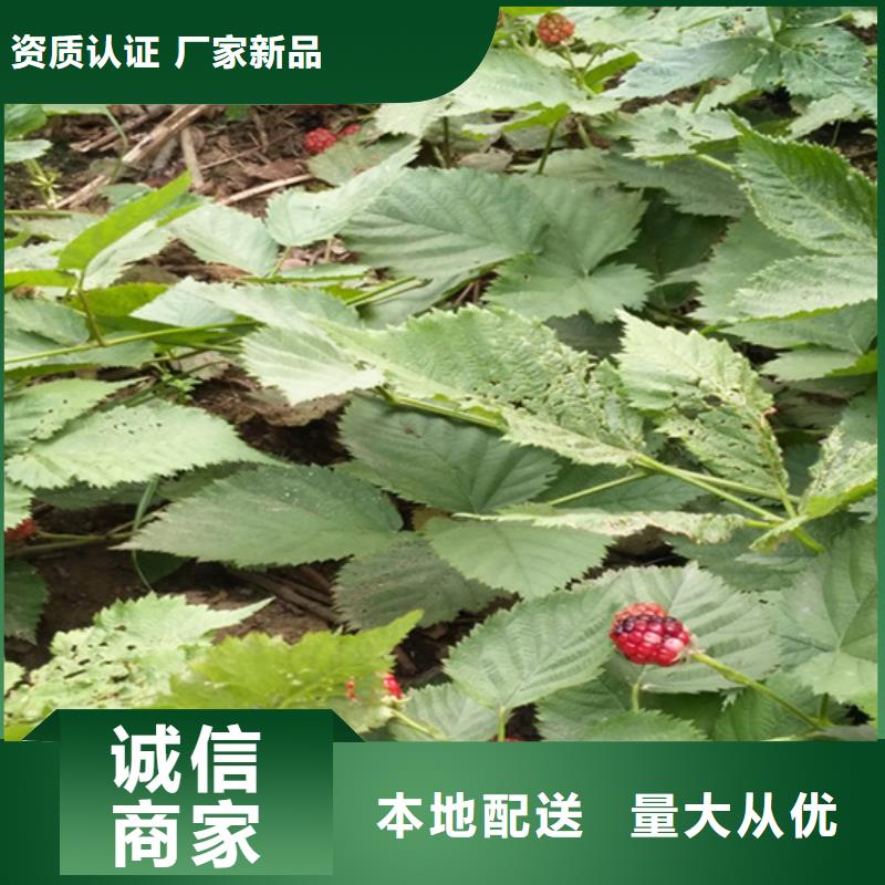 【树莓】樱桃苗合作共赢