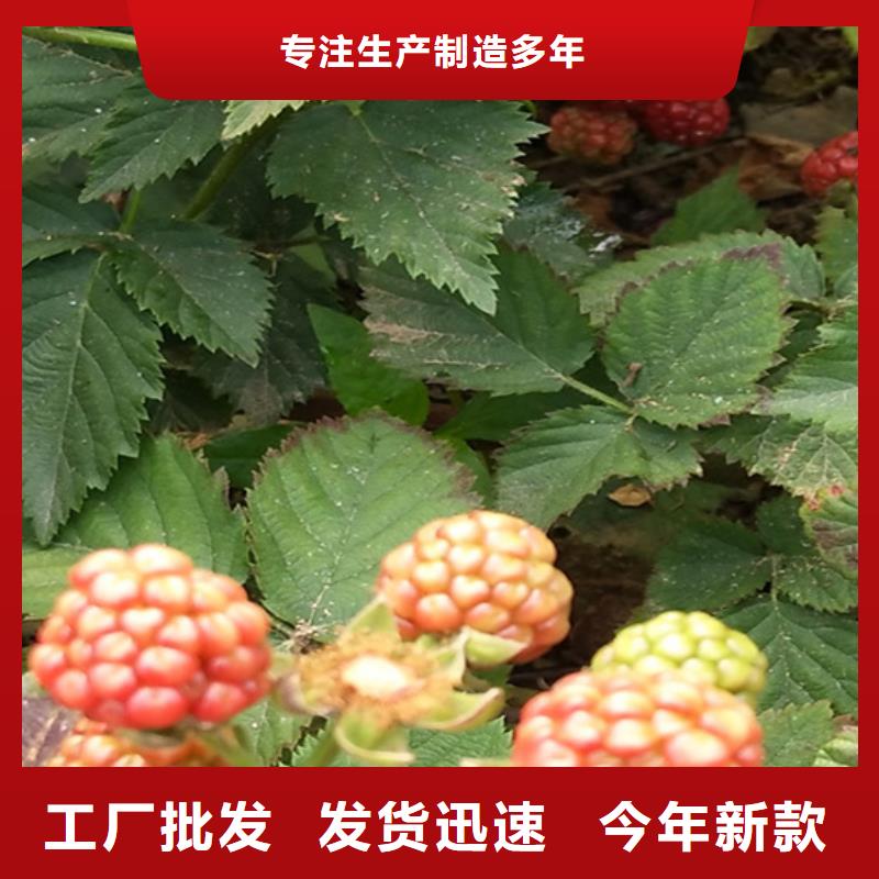 树莓红石榴苗基地厂家实力雄厚