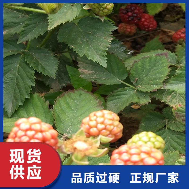 树莓草莓苗厂家直接面向客户