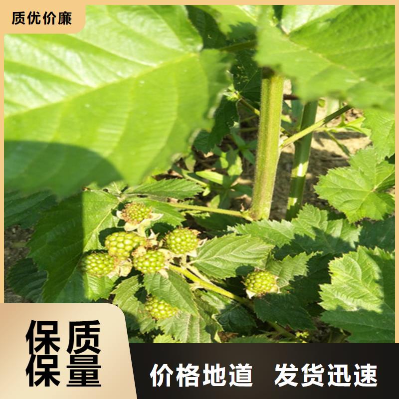 树莓苹果苗客户信赖的厂家