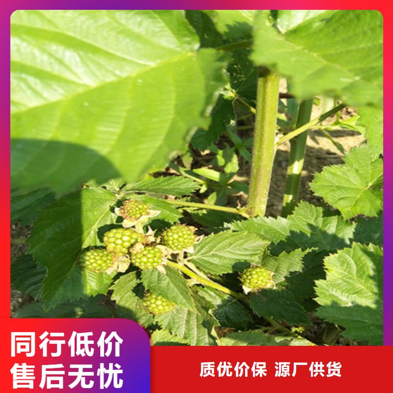 树莓桃树苗价格实惠