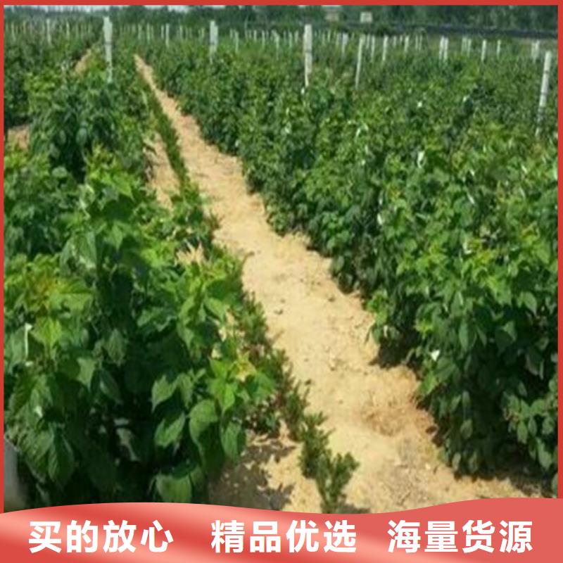 树莓_奶油草莓用品质赢得客户信赖