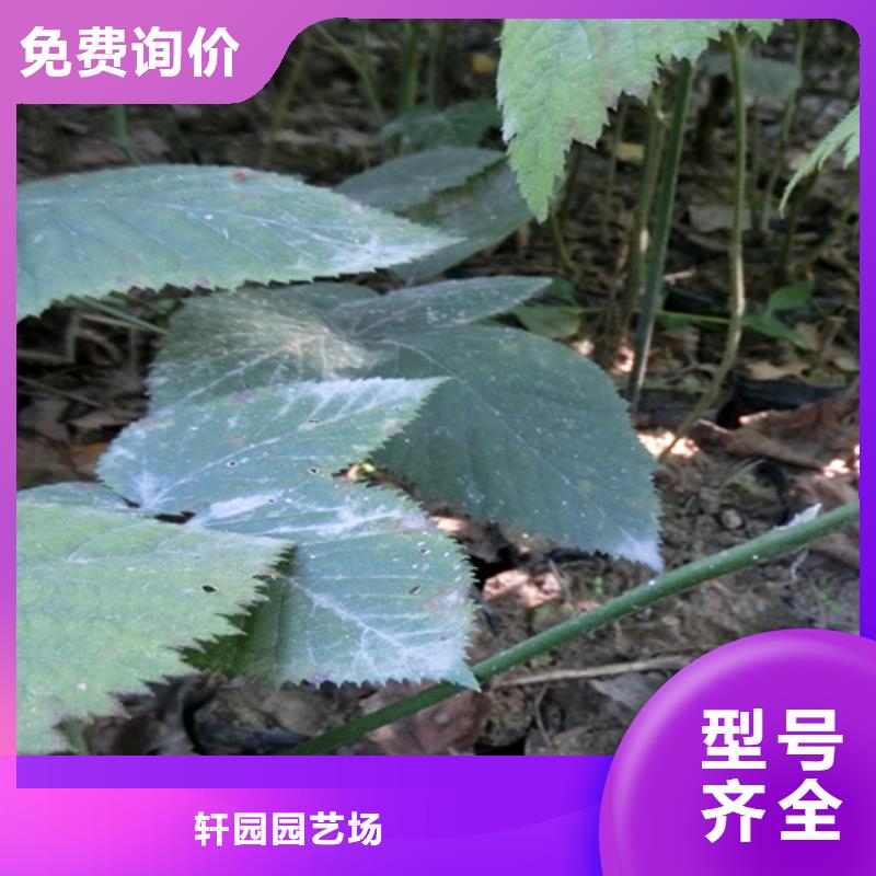 【树莓,蓝莓苗信誉至上】