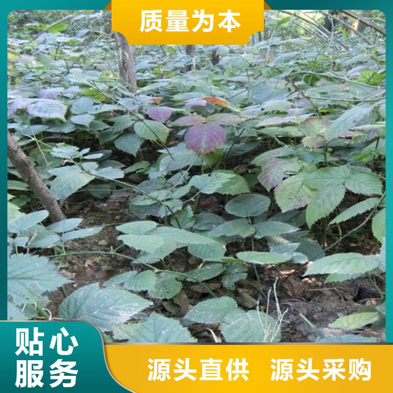 树莓,苹果苗多家仓库发货