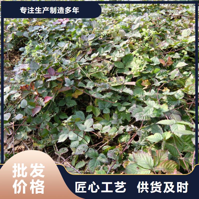 树莓-石榴苗用好材做好产品