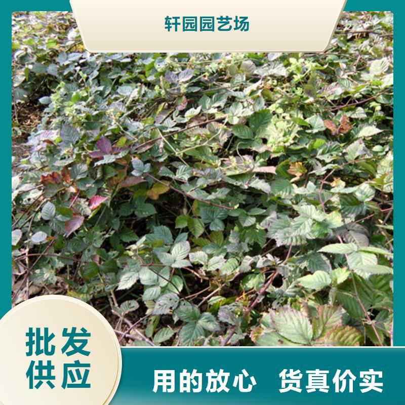 树莓_樱桃苗匠心工艺