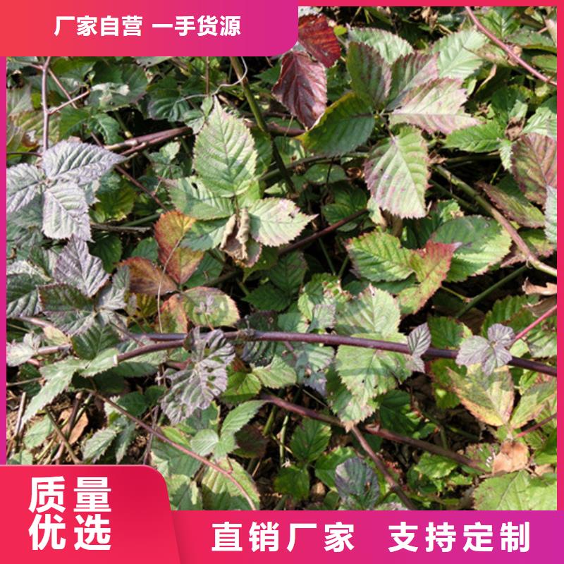 树莓草莓苗厂家直接面向客户