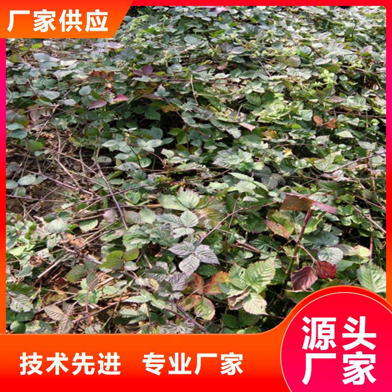 树莓西瓜番石榴苗拥有多家成功案例