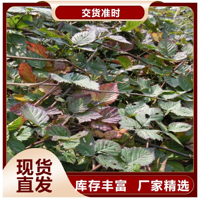 树莓草莓苗厂家直接面向客户