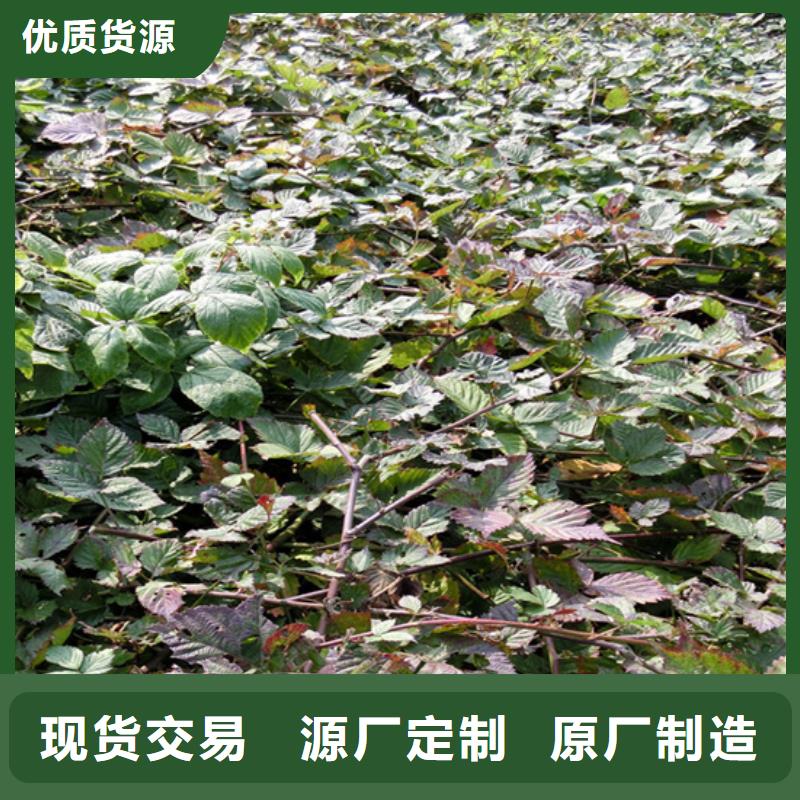 树莓_奶油草莓用品质赢得客户信赖