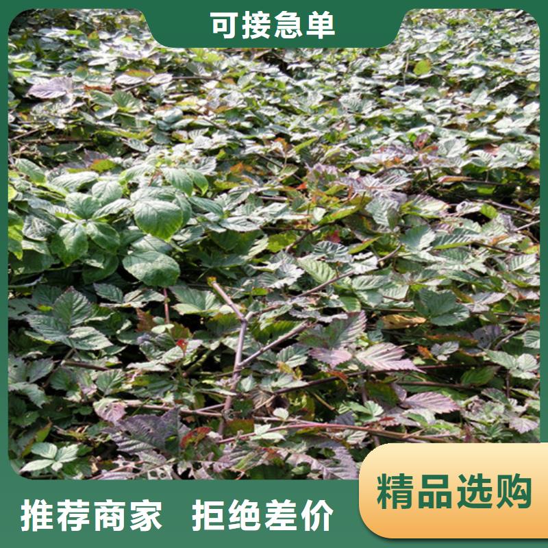 【树莓】_樱桃苗精挑细选好货