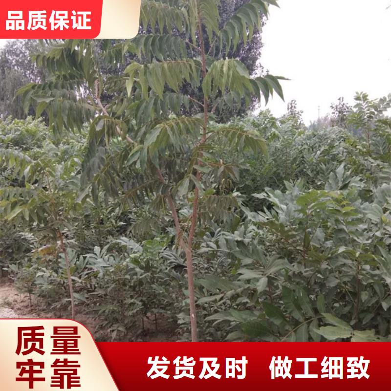 碧根果苹果苗源头厂源头货