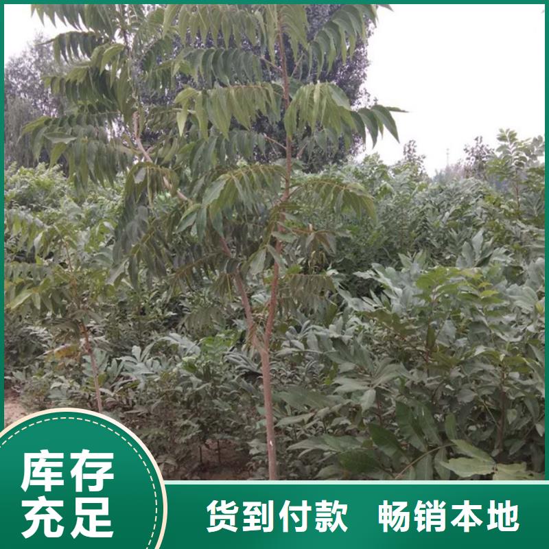 【碧根果桃树苗设备齐全支持定制】