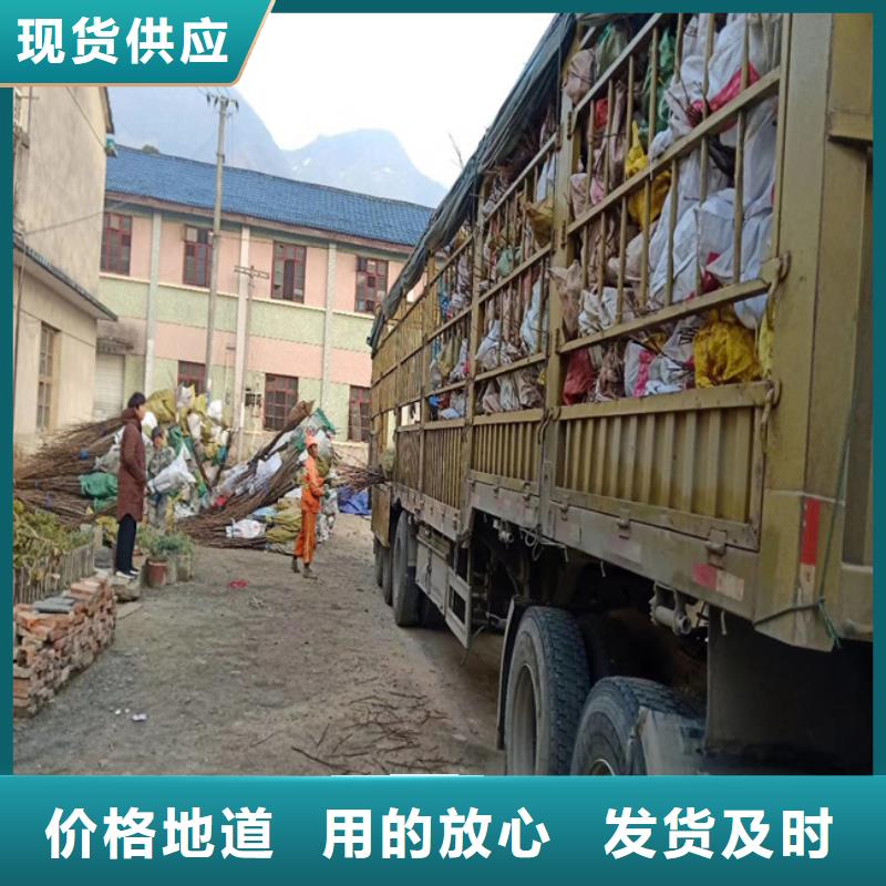 碧根果苹果苗源头厂源头货