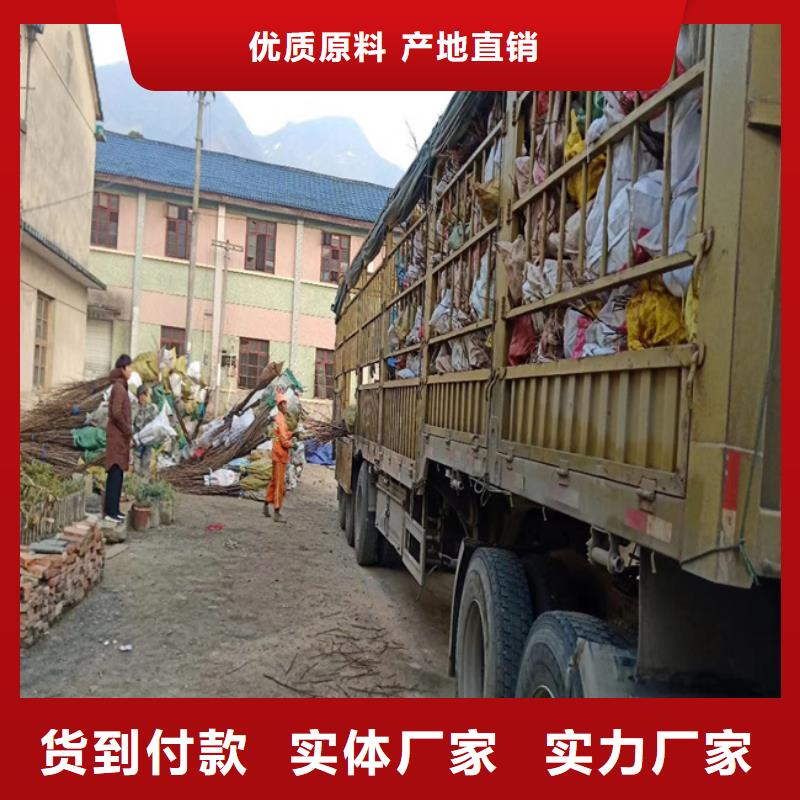 碧根果,【樱桃苗】匠心工艺