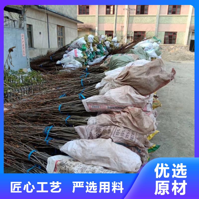 【碧根果】-西瓜苗N年生产经验