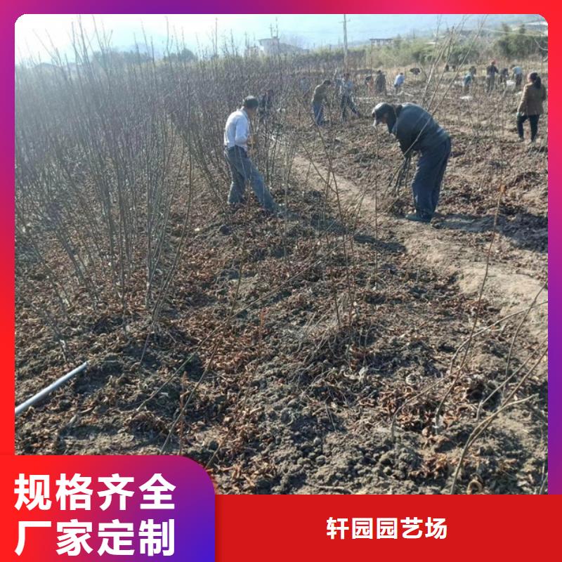 【碧根果杏树苗多年行业积累】
