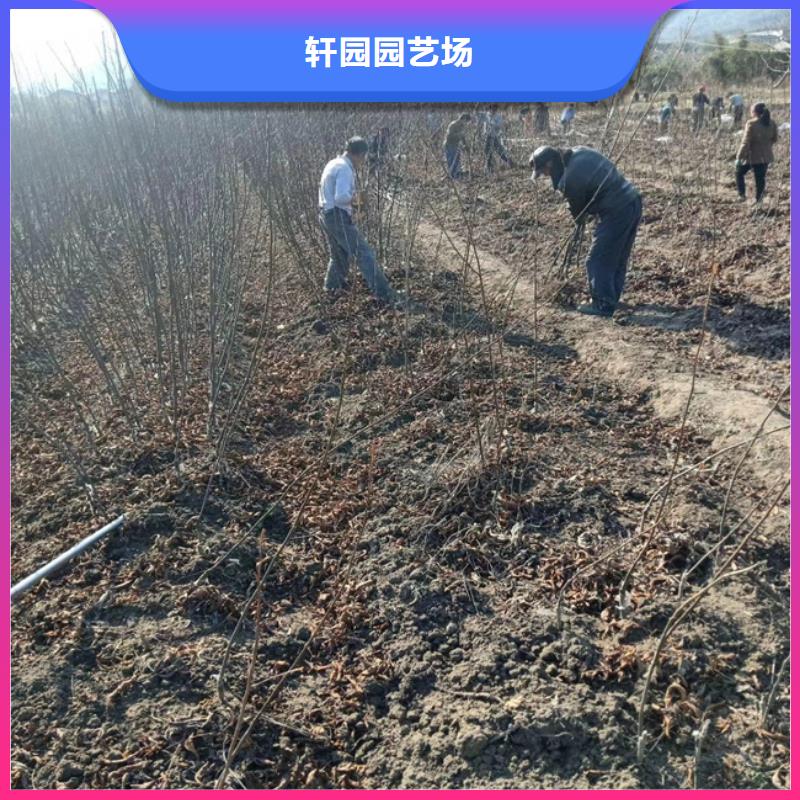 碧根果樱桃苗符合标准