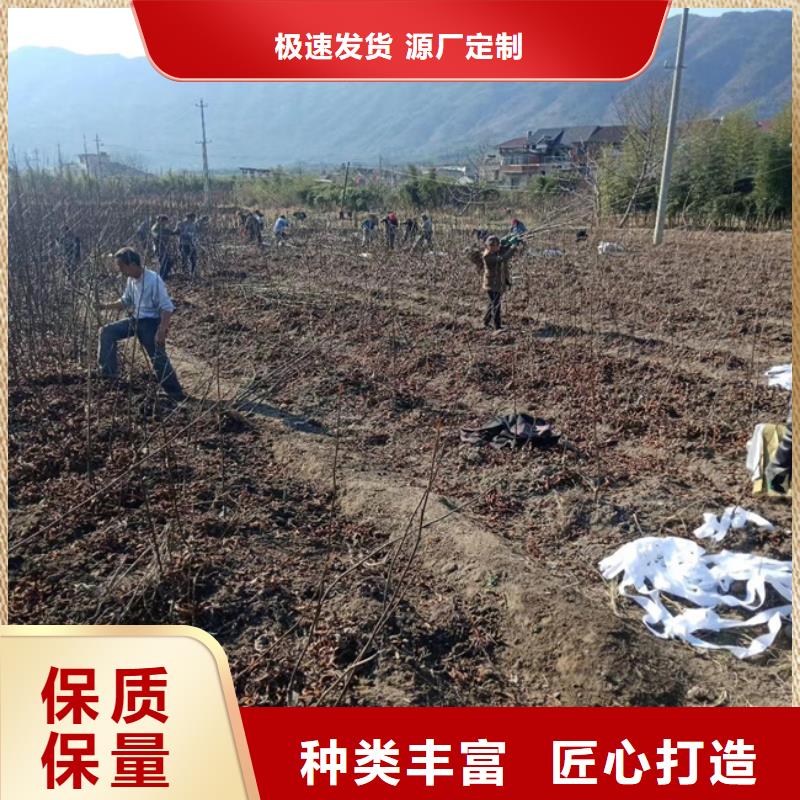 【碧根果_板栗苗质量看得见】
