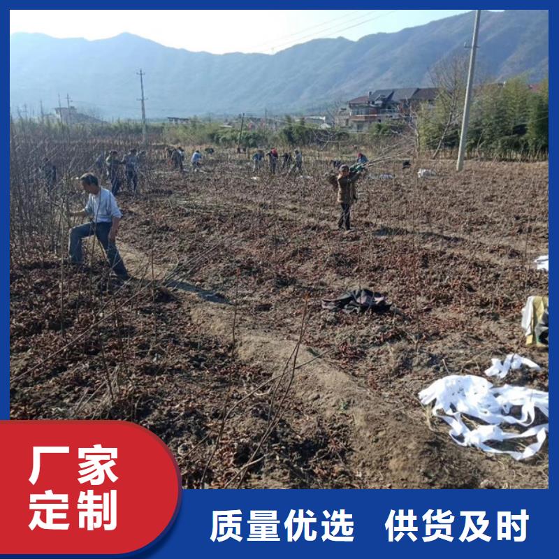 【碧根果】樱桃苗欢迎来电咨询