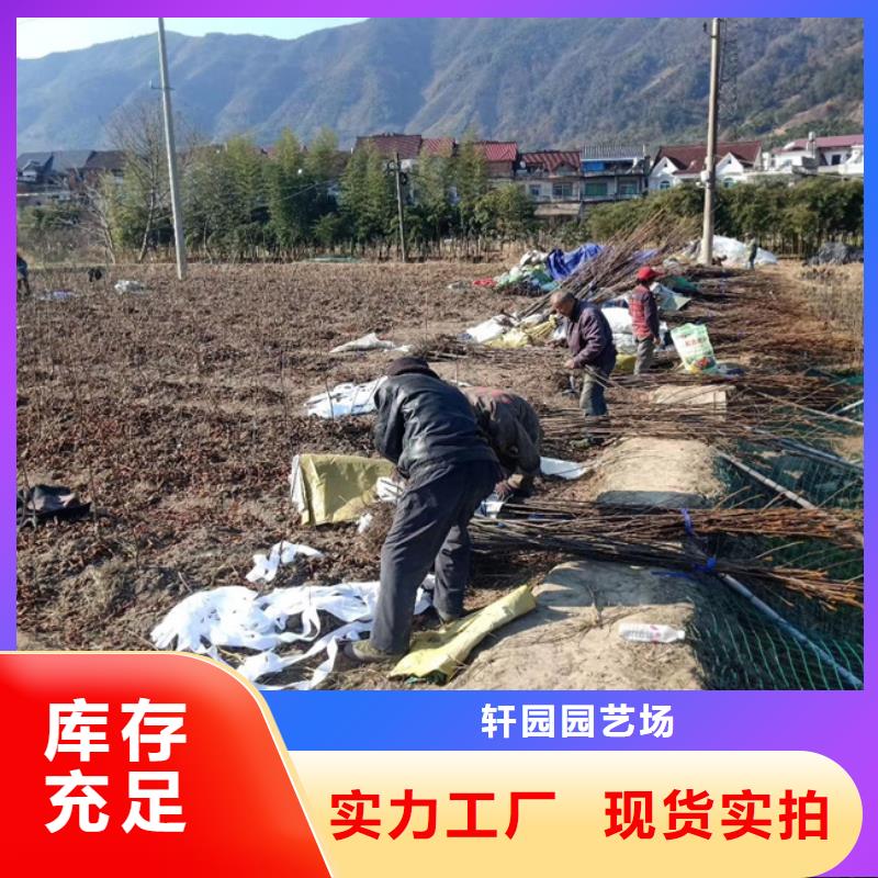 碧根果【苹果苗】一对一为您服务