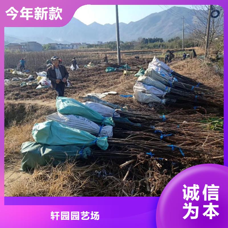 碧根果【红石榴苗基地】产品优势特点