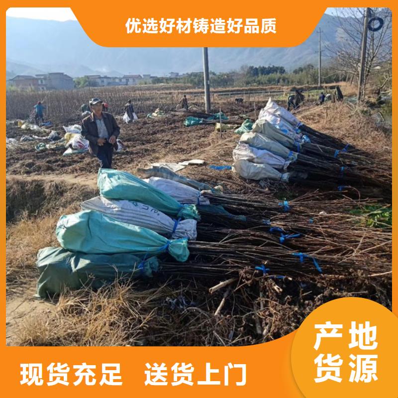 碧根果【樱桃苗】自产自销