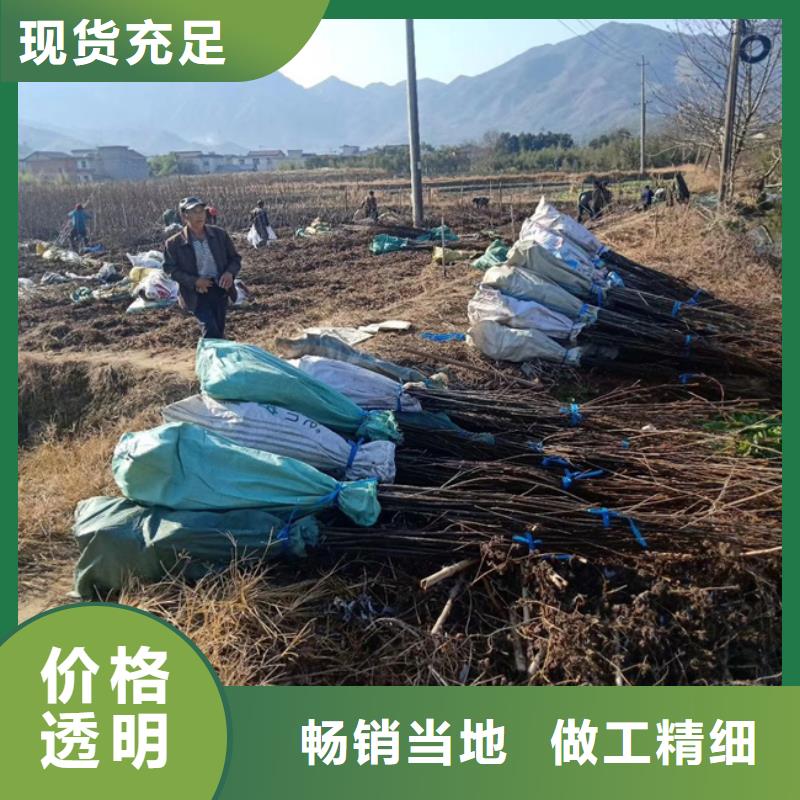 碧根果【梨树苗】市场行情