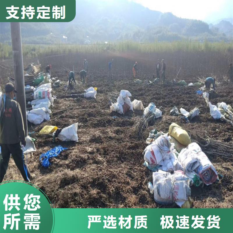 【碧根果】樱桃苗欢迎来电咨询