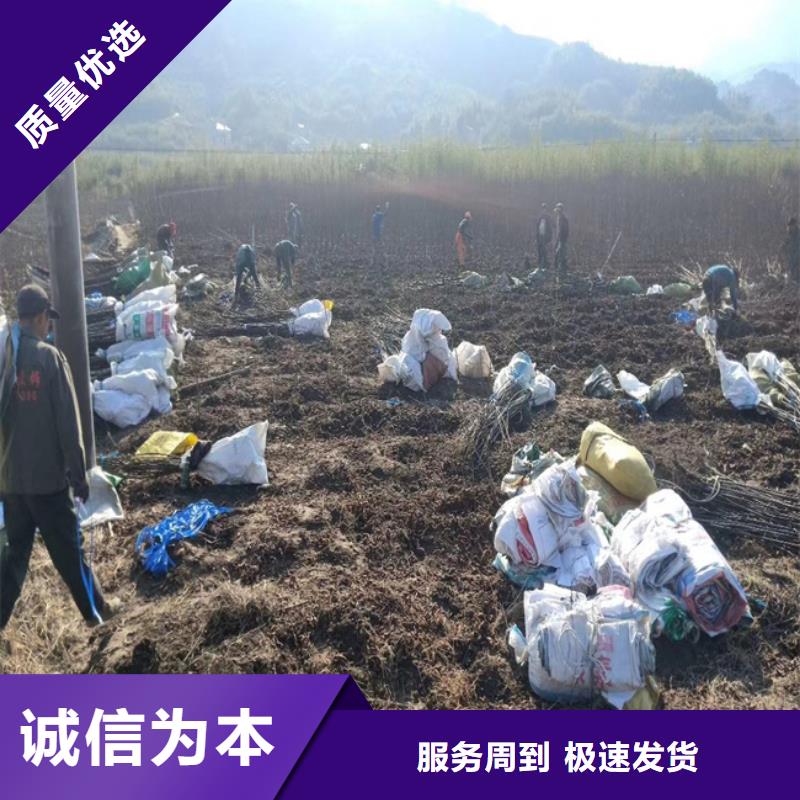 碧根果苹果苗随心所欲定制