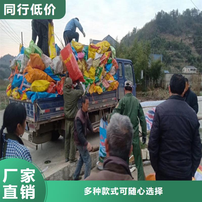 碧根果樱桃苗符合标准