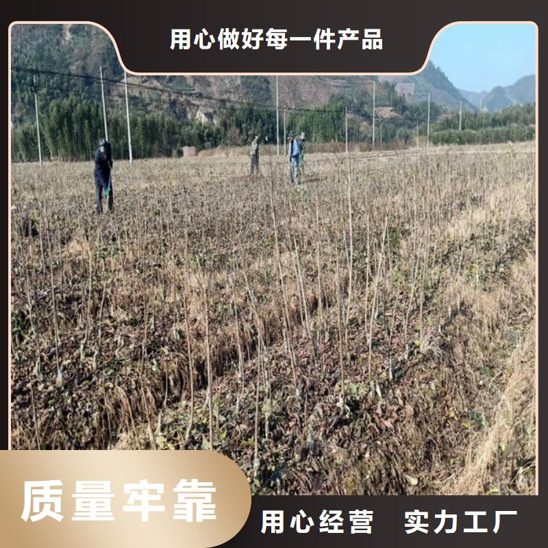 碧根果-樱桃苗从厂家买售后有保障