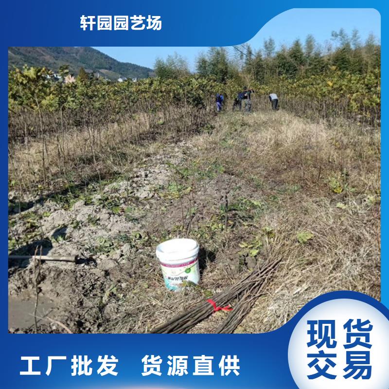 碧根果【梨树苗】市场行情