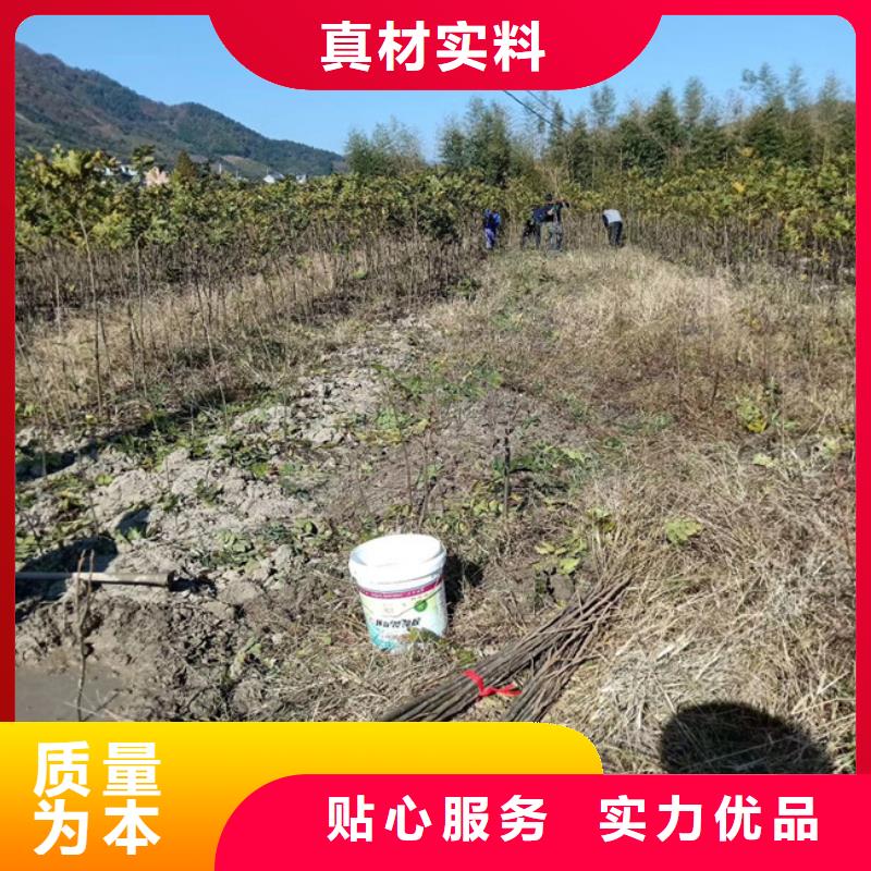 碧根果无花果苗价格实惠工厂直供