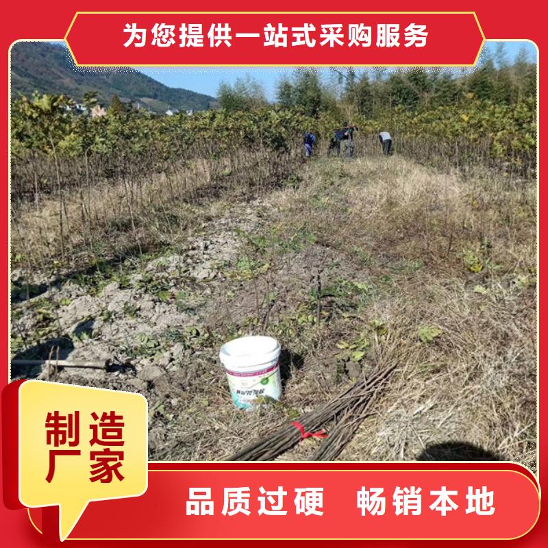 碧根果,【樱桃苗】匠心工艺