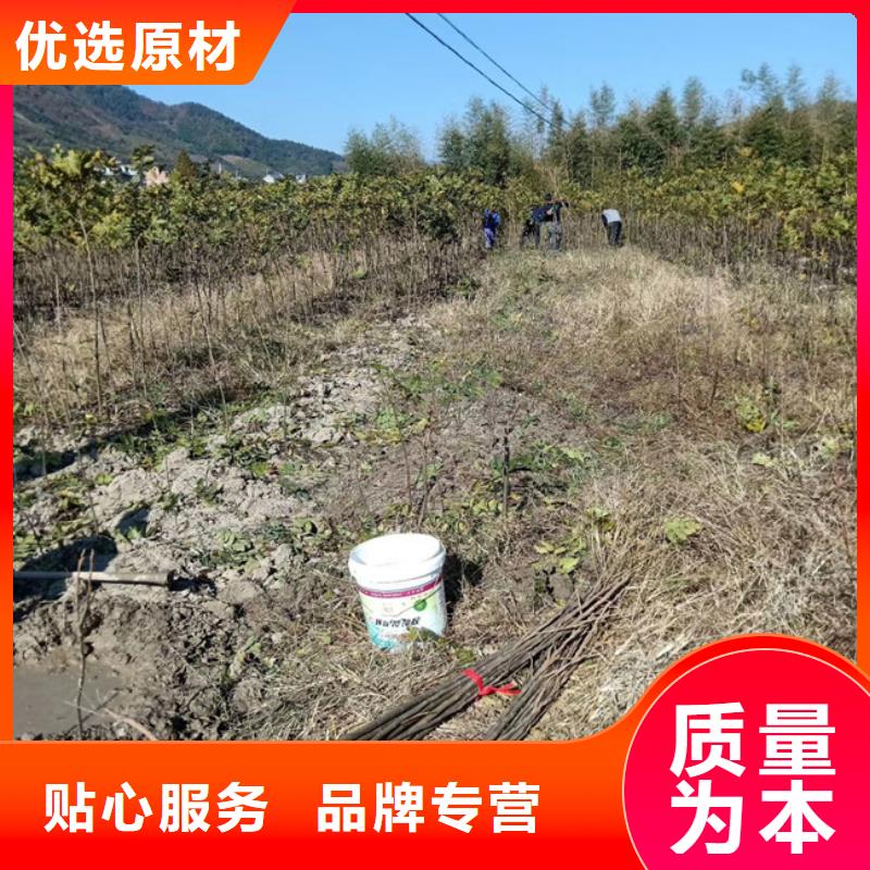 碧根果桃树苗好品质选我们