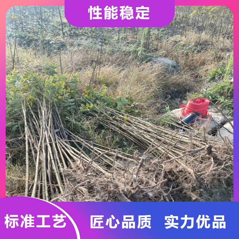 碧根果梨树苗诚信厂家